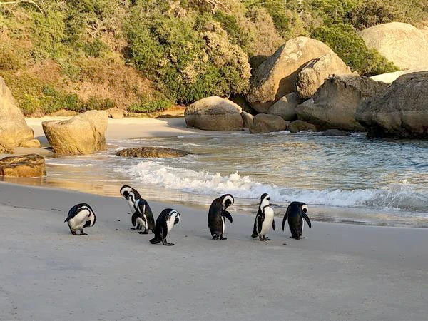 Penguins